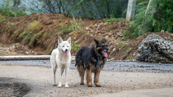 Жители Читы написали коллективную жалобу на фирму, которая занимается отловом собак