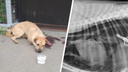 В Кургане возбудили уголовное дело о жестоком обращении с животными из-за расстрелянного из арбалета пса