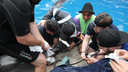 Ветврач из Кургана помог грузинским дельфинам
