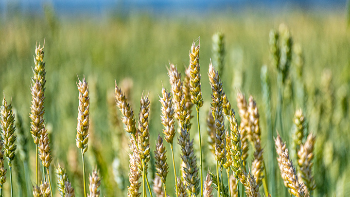 Элеватор для экспорта зерна в Китай и Азию планируют построить в Иркутской области