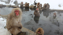 Новосибирский зоопарк ждет новый вид обезьян — на проект вольера для них потратят 900 тысяч рублей