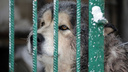В мэрии Челябинска отметили рост количества жалоб на бродячих собак