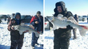 Сибиряк поймал огромного судака в Обском море — рыбаки устроили с ним фотосессию