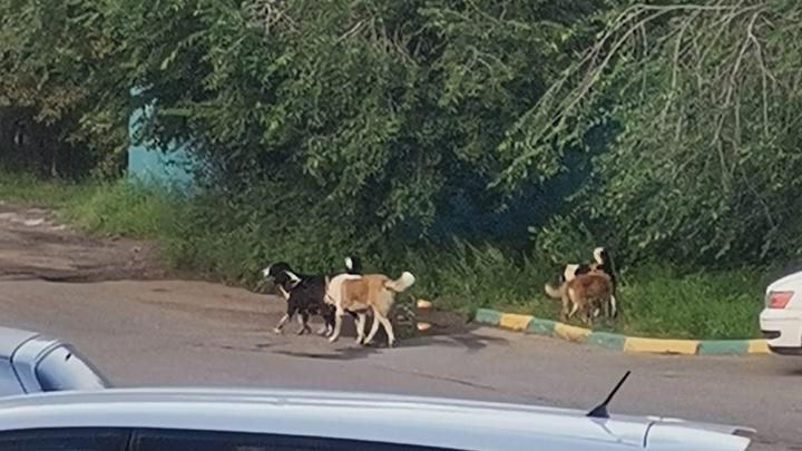 Стая собак погналась за ребенком в центре Читы