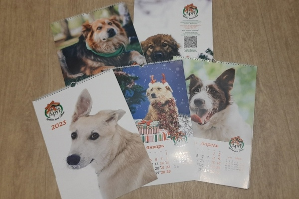 Омский приют «Друг» выпустил календари на 2023 год с фотографиями бездомных собак