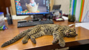 Разглядываем мраморного котенка, который вызвал ажиотаж у читателей НГС, — видео