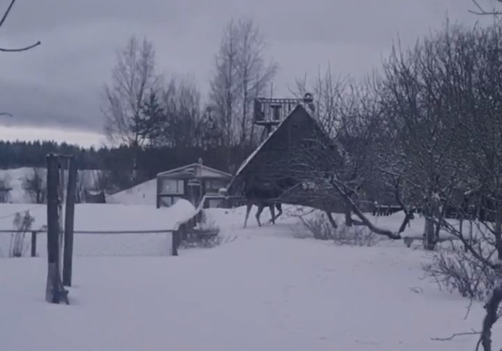 Скриншот из видео Комитета по животному миру Ленинградской области