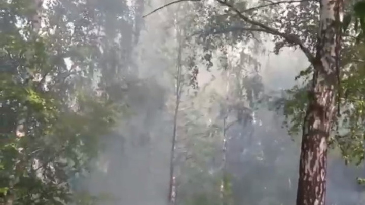 Сгорели деревья: в Ярославле на территории СНТ произошел пожар