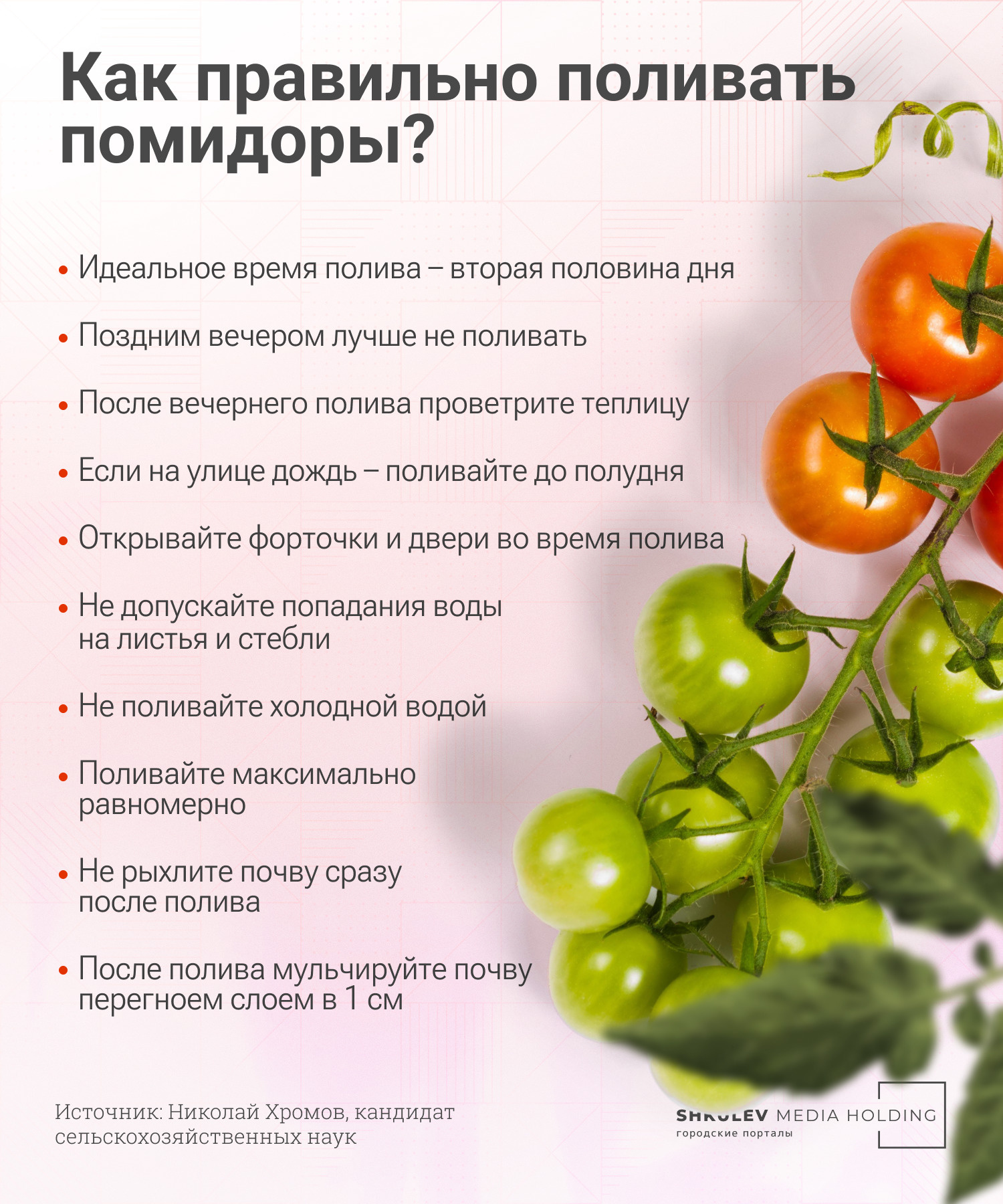 Простые правила полива помидоров