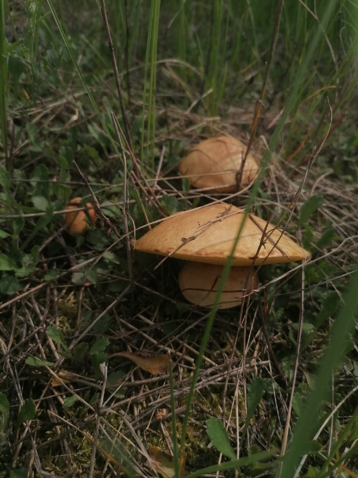 Расскажите, а вы уже ходили по грибы? И как улов? Делитесь снимками грибов из тюменских лесов и рассказывайте, где вы их нашли