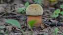 Фотографии полных лукошек: показываем, какие грибы принесли новосибирцы из леса