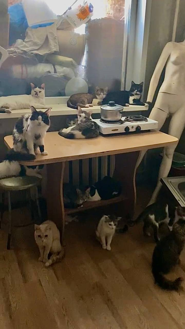 Кошки не провоцируют ЧС, они просто ждут еды у плиты и позируют. Фото сделано 25 июля