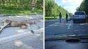 «Ущерб животному миру — <nobr class="_">80 тысяч</nobr> рублей»: сибирячка насмерть сбила лося на дороге в Академгородке