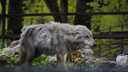 В Самарской области обнаружили следы волков