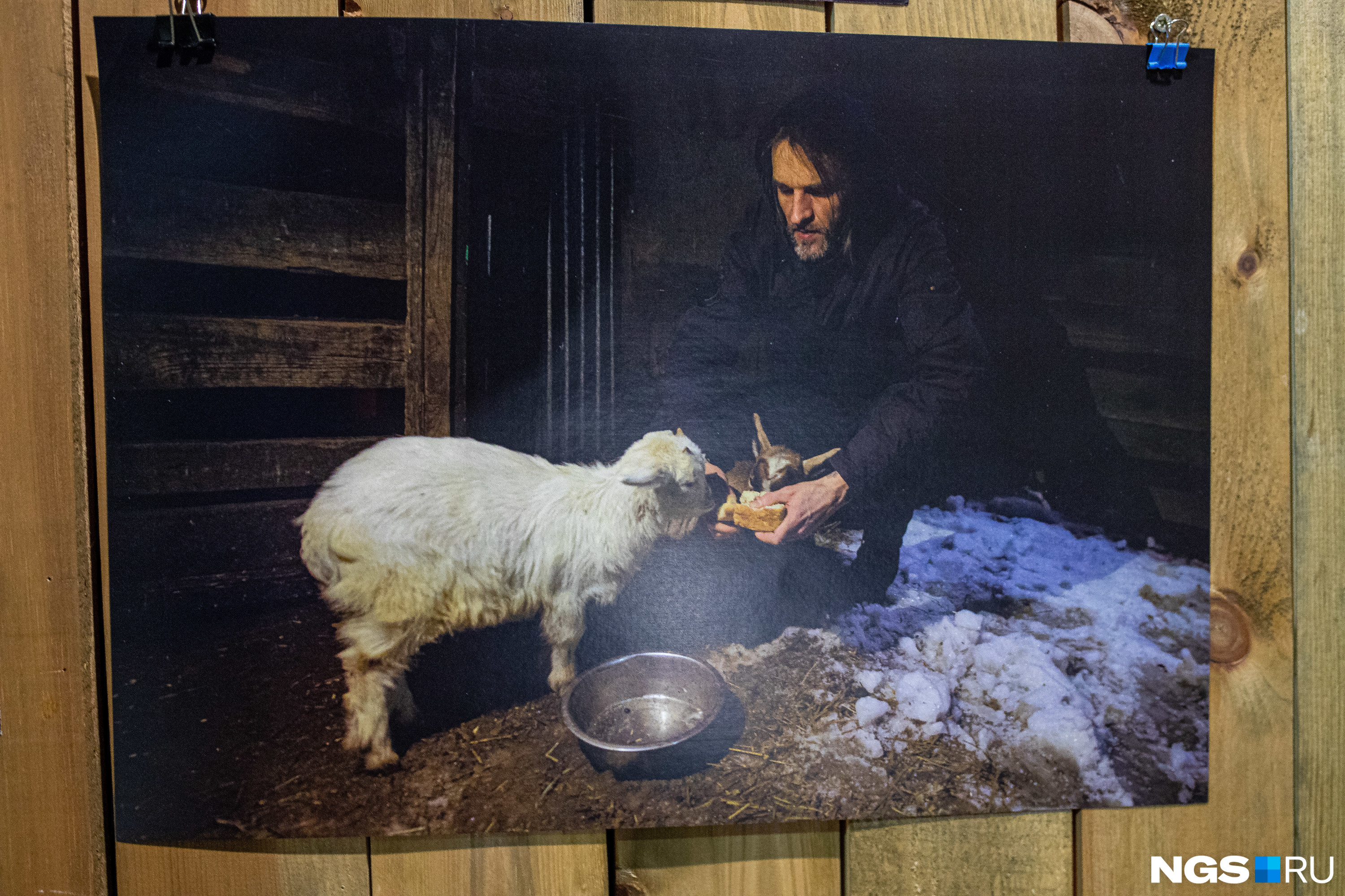 Автор инсталляции Антон Кшнясев кормит фермерских коз объектом современного искусства
