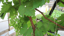 «Прислушайтесь к своим инстинктам»: как обрезать виноград осенью и когда его укрывать на зиму