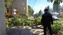 На Ставропольской рухнувшее дерево перекрыло трамвайные пути