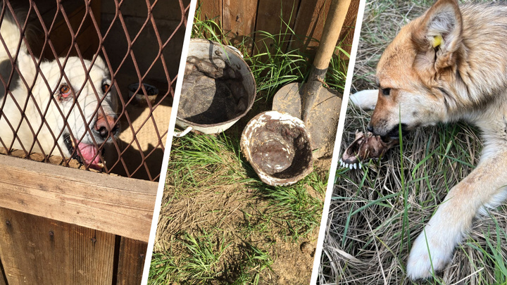 Дырявые миски и грязь: всё, что известно об уральском приюте для собак, где нашли трупы, — в одном видео