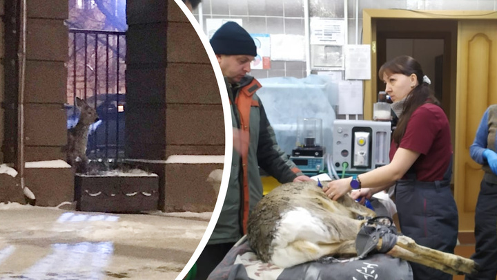 Косуля пришла к правительству Красноярского края — ее поймали и передали ветеринарам