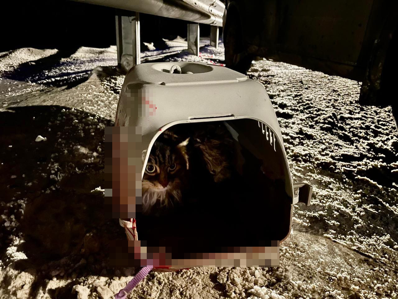 В смертельной аварии на Серовском тракте каким-то чудом выжила кошка