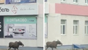 Дикая Самара: очевидцы сняли на видео лося, который бегал у торгового центра «Хофф»