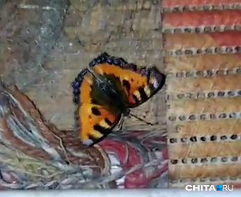 Бабочку обнаружила зимой читинка