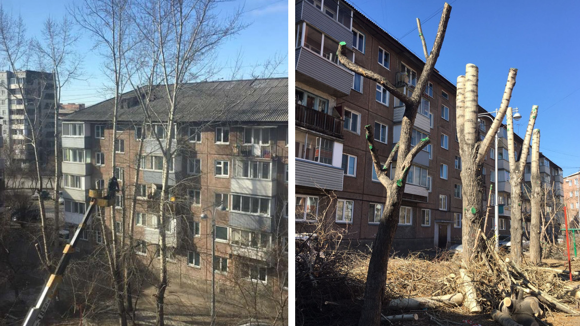 Ученая показала примеры варварской обрезки деревьев в Красноярске. Разбираемся в причинах