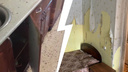 На кухне ковер из тараканов. Арендаторы с детьми разнесли съемную квартиру на Уралмаше