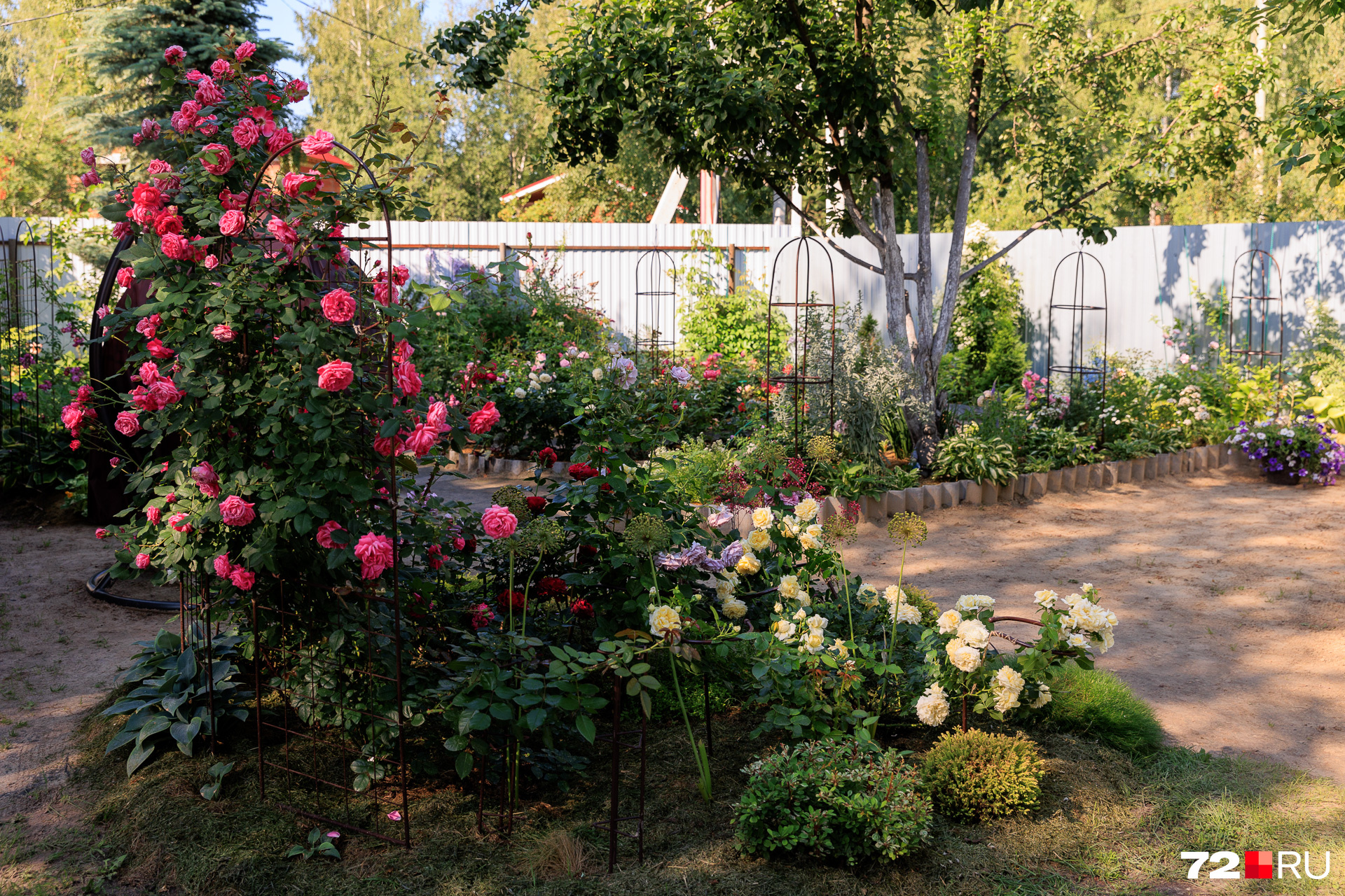 Гостей сада встречает парадный розарий с бутонами разных оттенков — от кремового до насыщенного красно-бордового