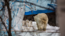 Директор Новосибирского зоопарка назвал место, где содержат молодых белых медведей Норди и Шайну