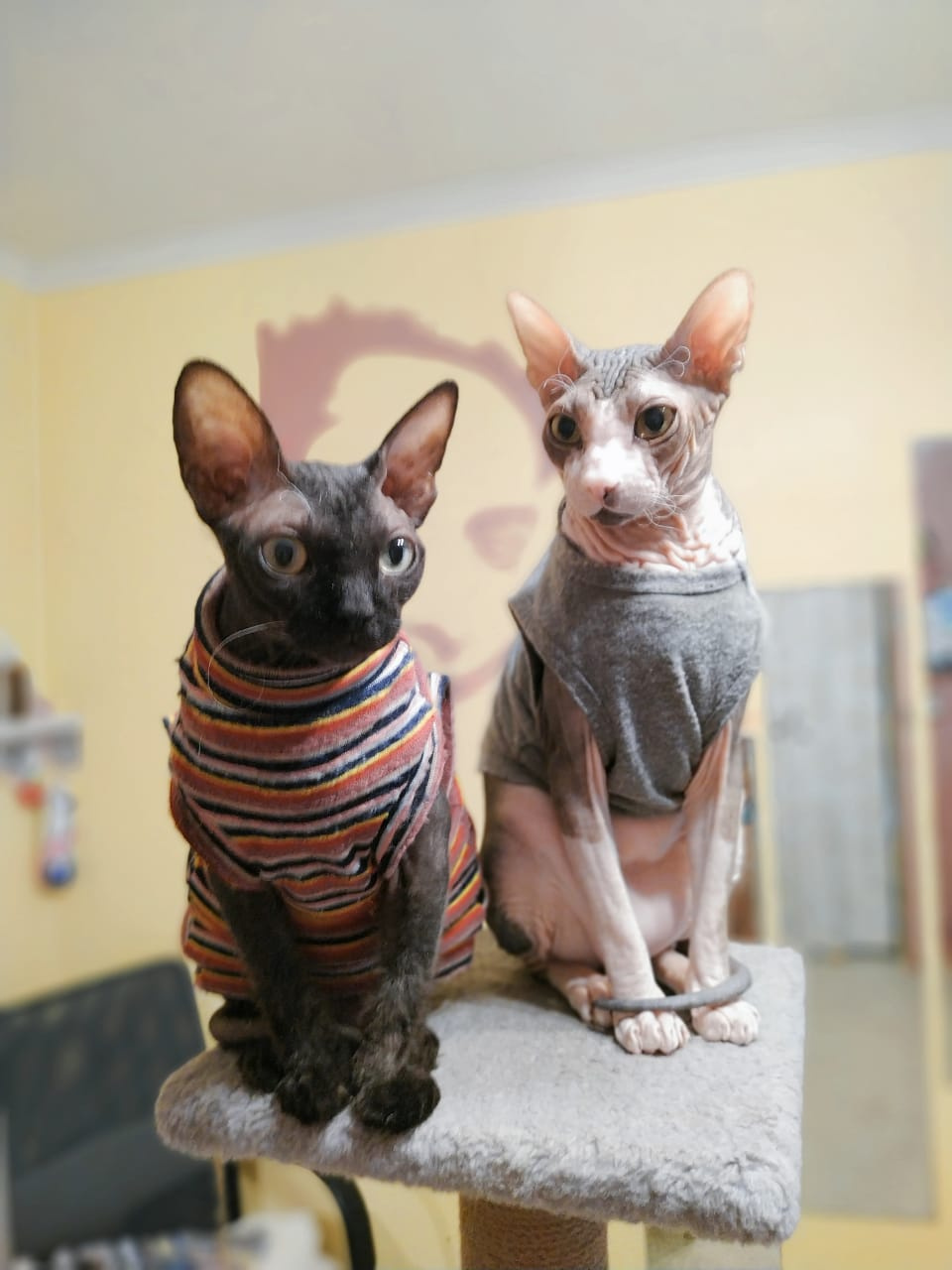 Кошка (слева) и Кот, питомцы Александра Осипова. Оба из приюта «Лёхин дом»