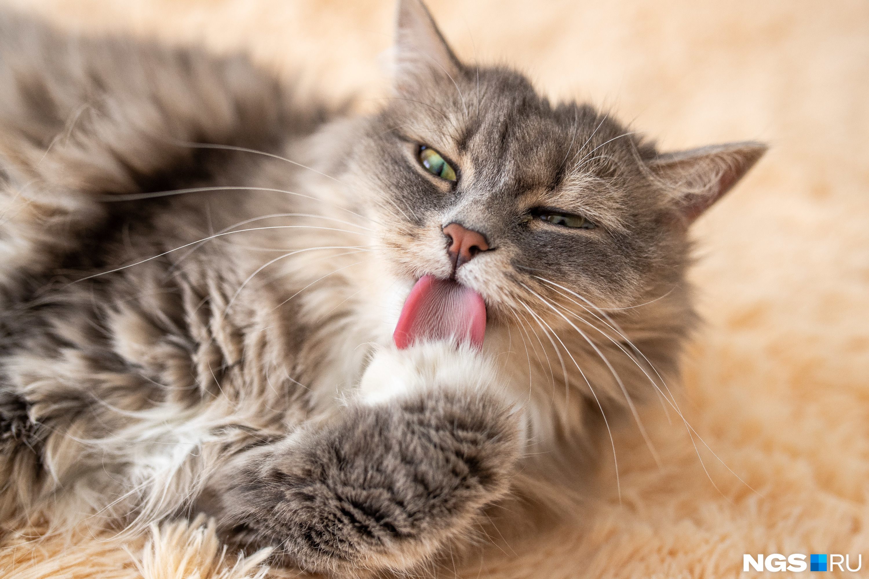 По мнению кошек, люди — глупые существа»: зоопсихолог ответила на главные  вопросы о домашних пушистиках