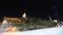 Праздник к нам приходит! В Екатеринбург привезли огромную новогоднюю елку, и она будет стоять не одна