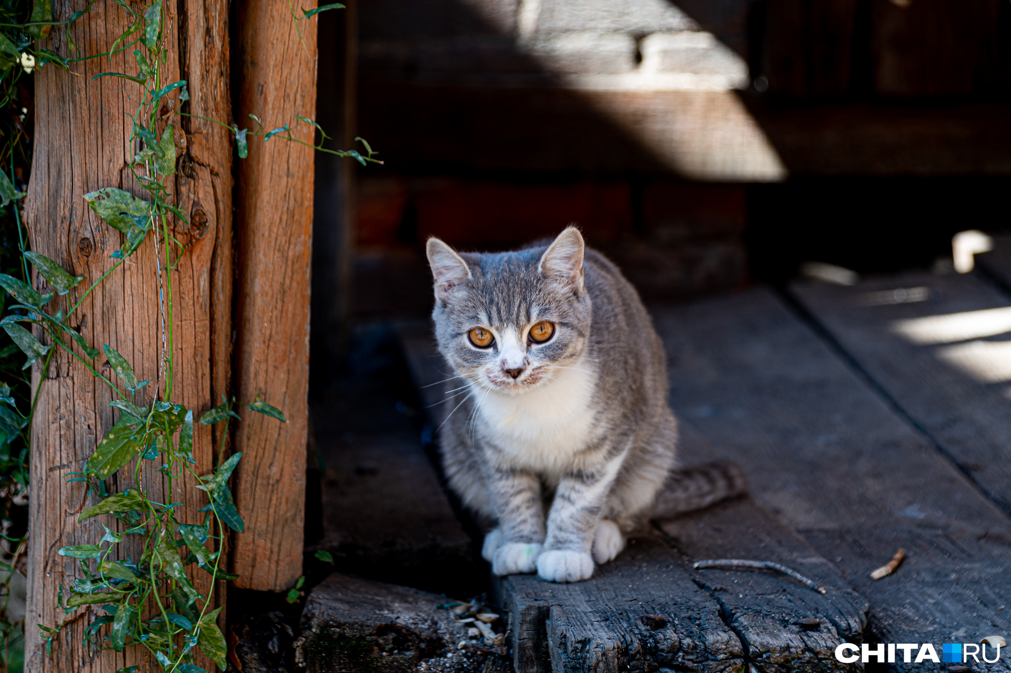 Кошки в доме гуляют сами по себе — назвать их городскими сложно 