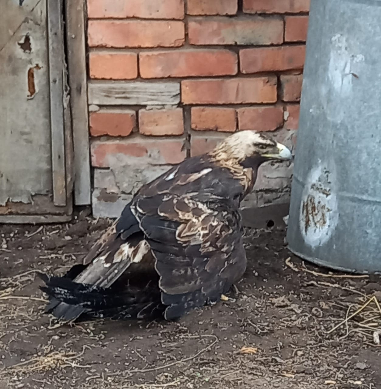 Раненый орел. Птица хищник Казадой сломано крыло требуется помощь волонтеров.
