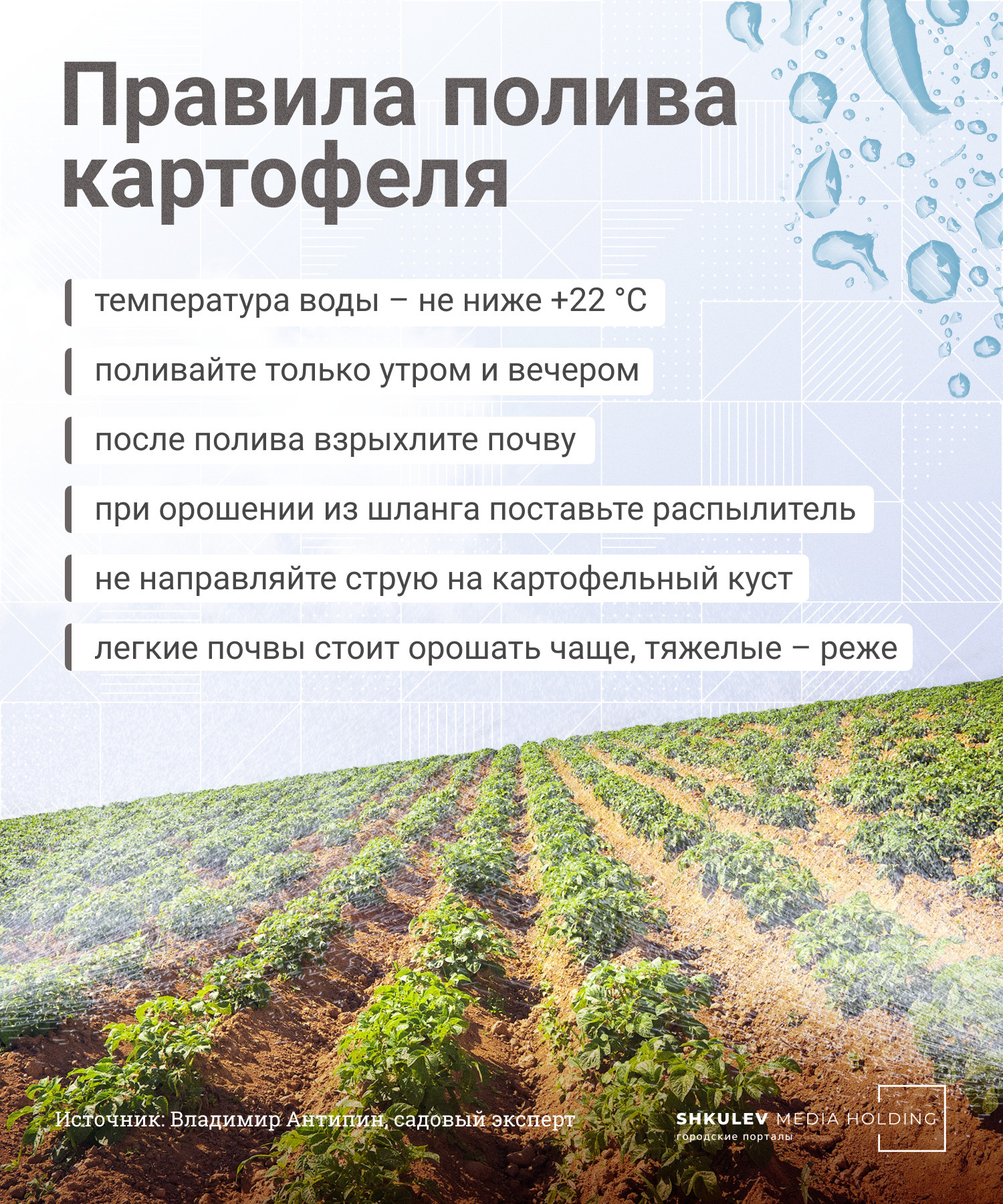 Главные правила полива картошки: когда и как часто поливать грядки дляхорошего урожая - 12 июня 2022 - Фонтанка.Ру