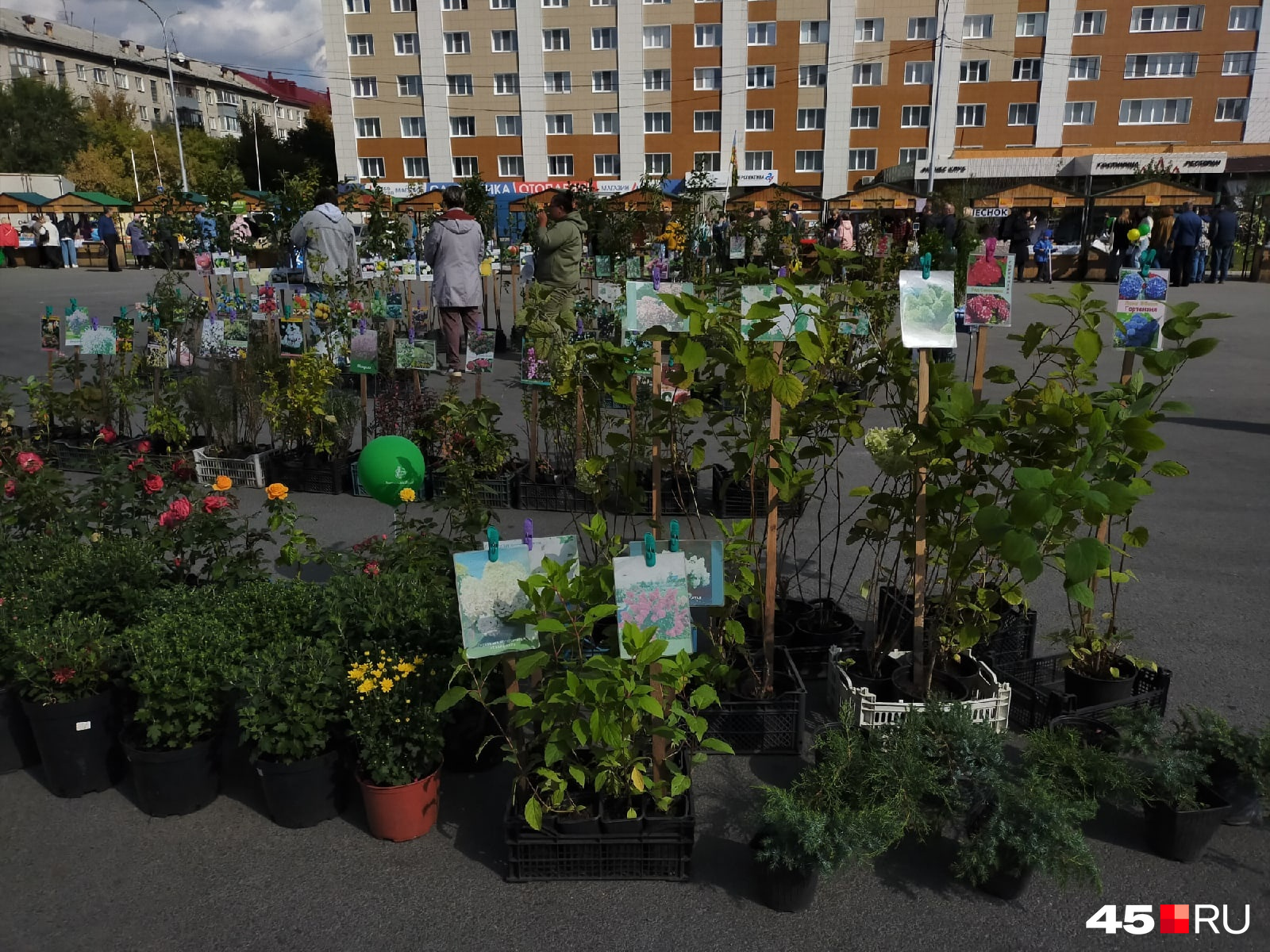 Торгуют на ярмарке также саженцами из питомника Екатеринбурга. Трехлетние саженцы яблони в среднем стоят 800 рублей Торгуют на ярмарке также саженцами из питомника Екатеринбурга. Трехлетние саженцы яблони в среднем стоят 800 рублей
