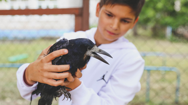 11-летний доктор Айболит: видеоистория о школьнике, спасающем раненых птиц