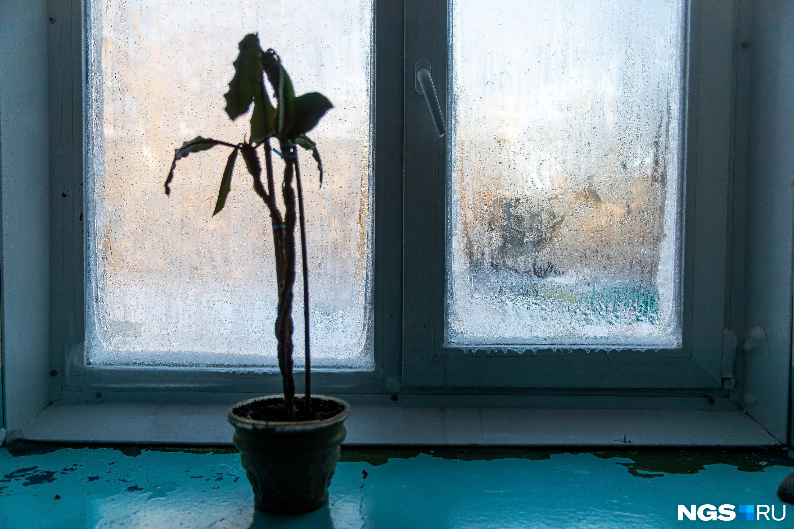 Замерзший цветок на обледенелом окне — картина, привычная едва ли не всем жителям «Башни»