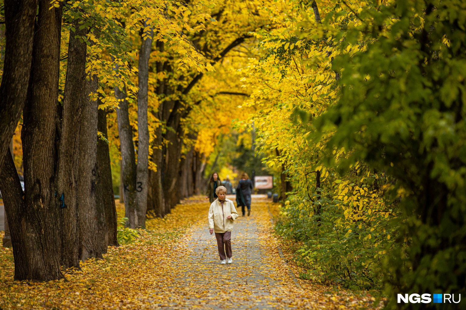 Желтые листья засыпали дорожки для прогулок
