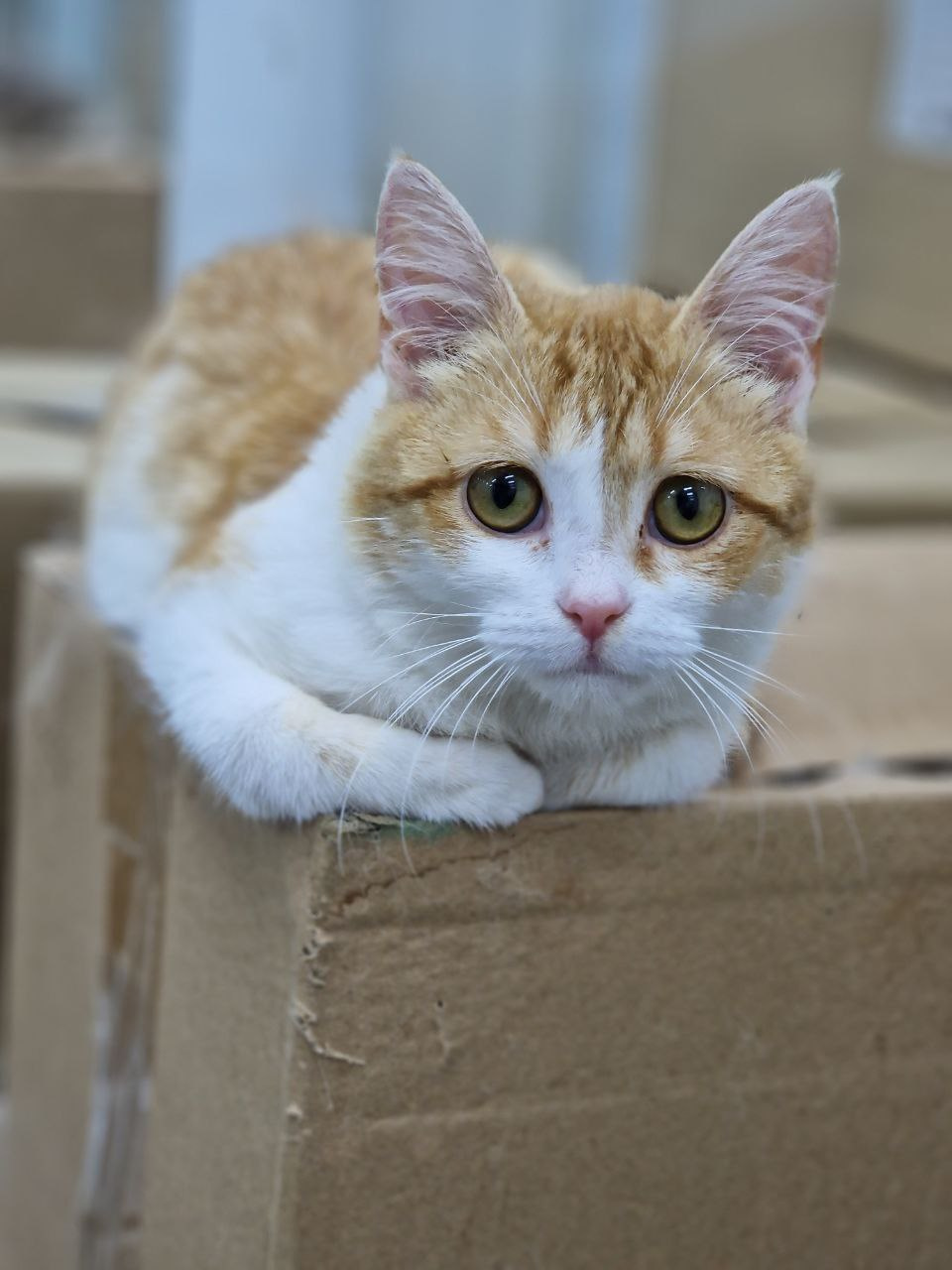 Третья экспедиция «Зоодозор» стартует из Иркутска на этой неделе