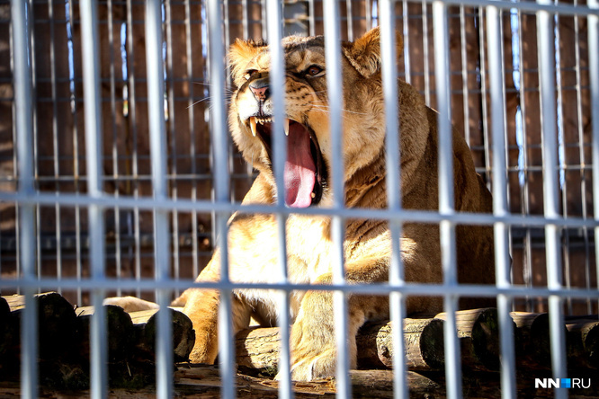 Суд прекратил дело о нападении львицы на сотрудницу зоопарка в Балахне. Подозреваемый и пострадавшая оказались родственниками
