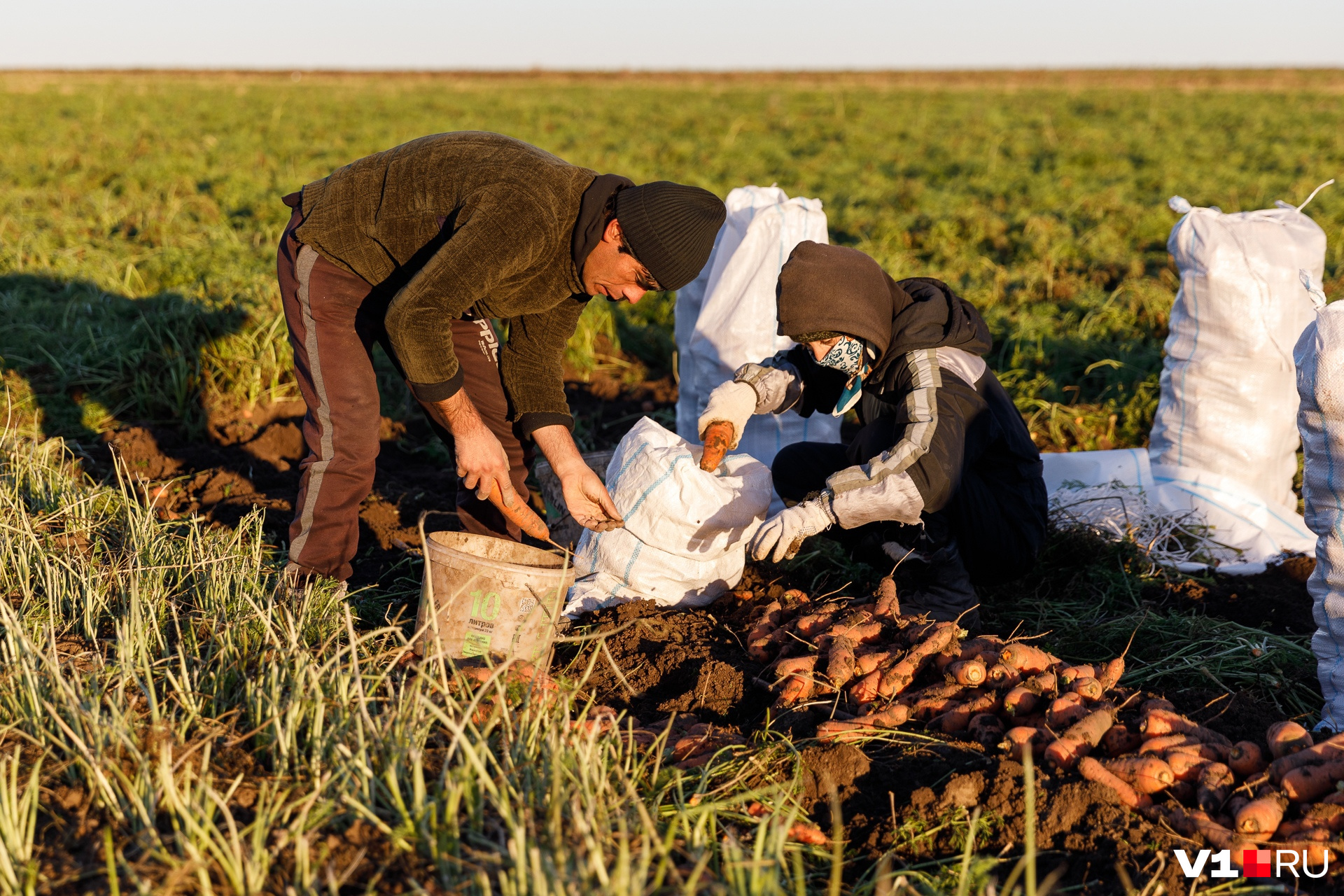 Фермер уверяет — поляки скупают морковку по 22 рубля за килограмм
