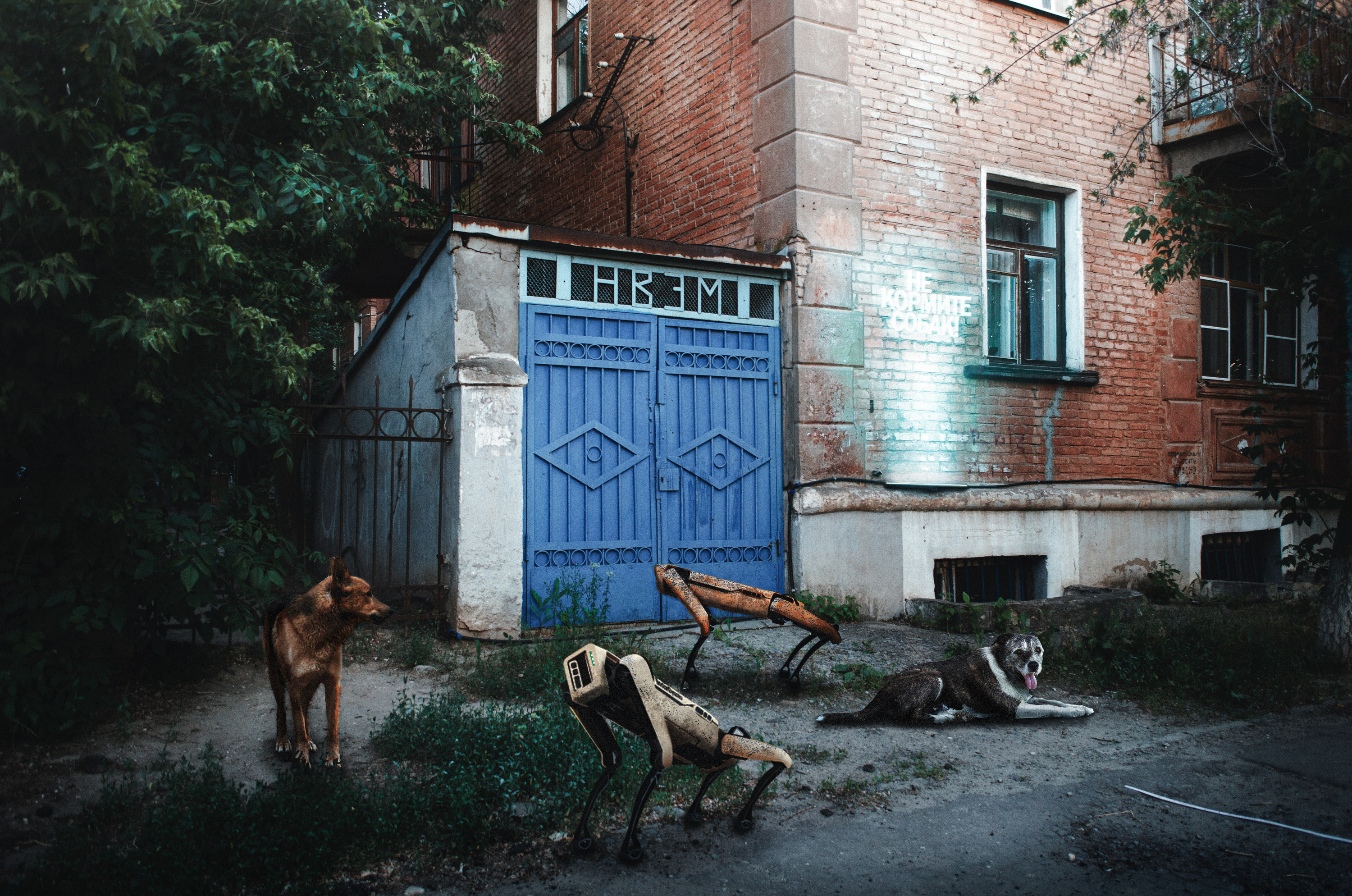Разруха и бродячие собаки в фантазиях фотографа так и останутся в Волгограде
