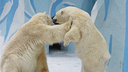 Белая медведица Герда разозлилась на соседа Кая и столкнула его вниз в Новосибирском зоопарке (они быстро помирились)