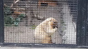 Байбак его знает: проверьте, что вы понимаете в сурках — забавный тест о Кеше из Новосибирского зоопарка