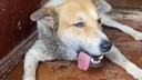 «Любимица всего двора»: в Ярославском районе догхантеры отравили собаку