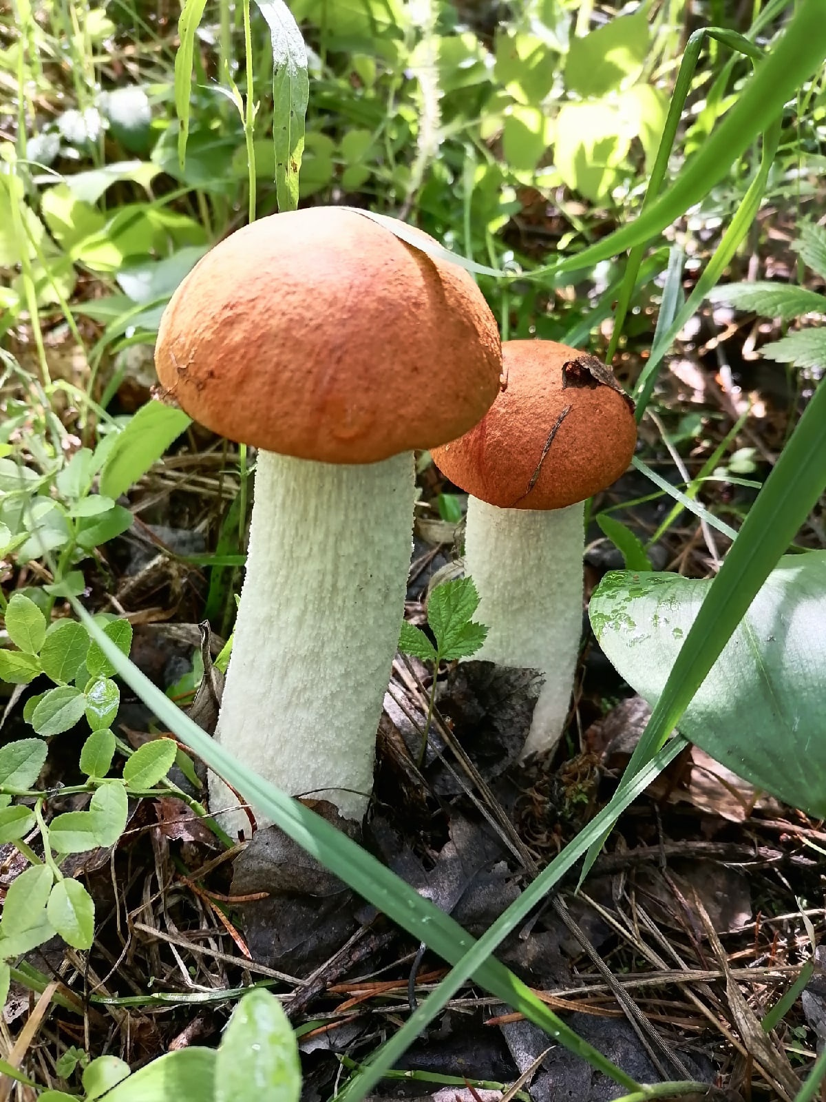 Только посмотрите, какие красивые грибочки растут в Калиновке!