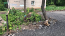 В Перми на месте срубленных деревьев обещали посадить новые, но участок закатали в асфальт. Почему?