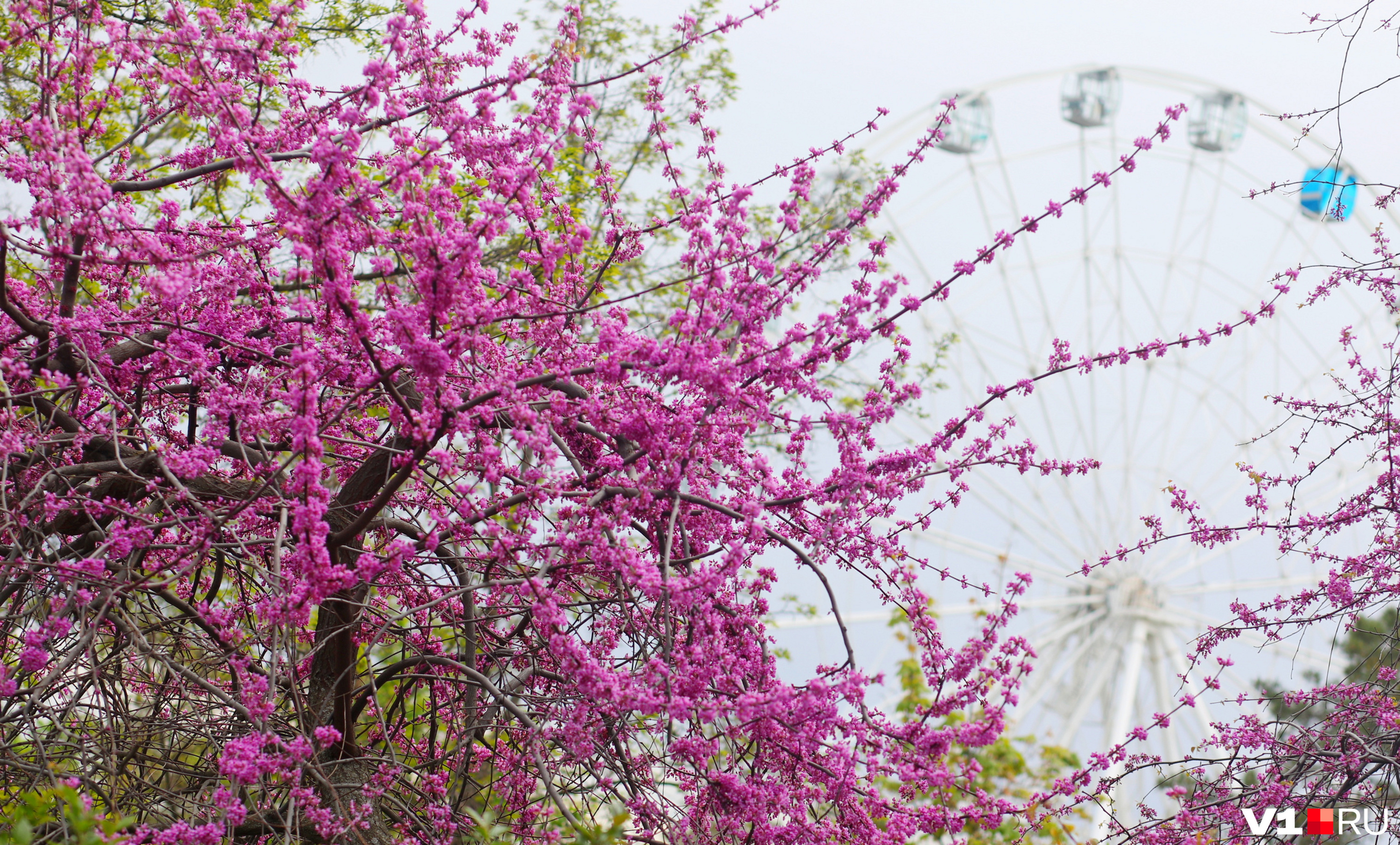 Шикарное раскидистое дерево цветет второй год подряд